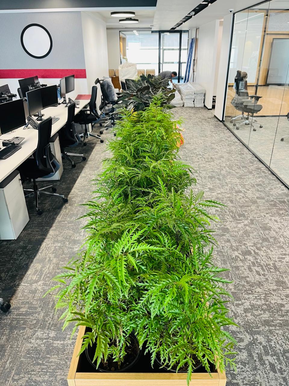 Indoor Plant Project 12